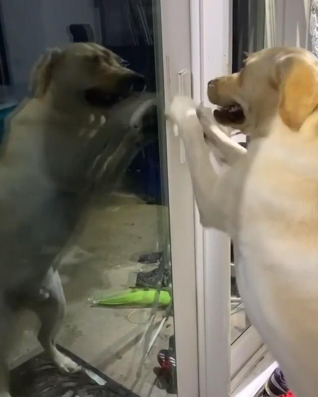 Dog Opens Door And Goes Inside House On Command Jukin Licensing