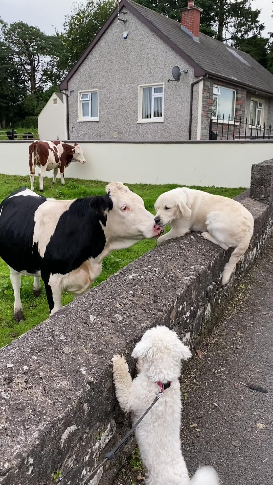 Dog Sits On Stone Fence And Lovingly Greets Cow Jukin Media Inc
