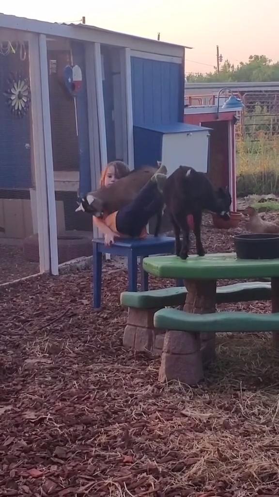 Goat Jumps On Little Girl And Makes Her Fall Backwards Jukin Licensing