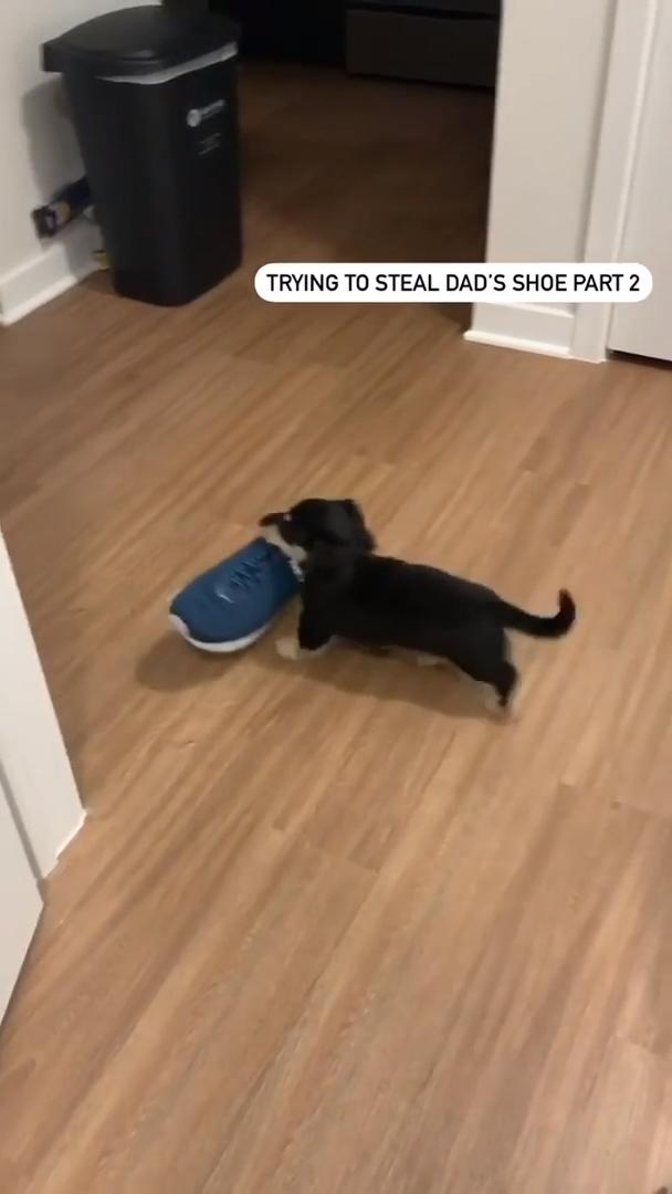 Dog Steals Pet Parent's Shoes Jukin Licensing