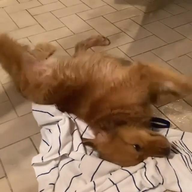 Dog Rubs His Back on Towels to Dry Off on His Own Jukin Licensing