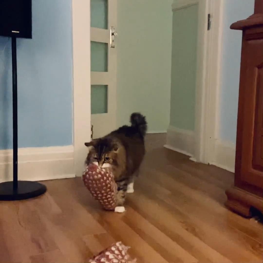 Cat Brings Slippers For Owner When It's Cold Jukin Licensing
