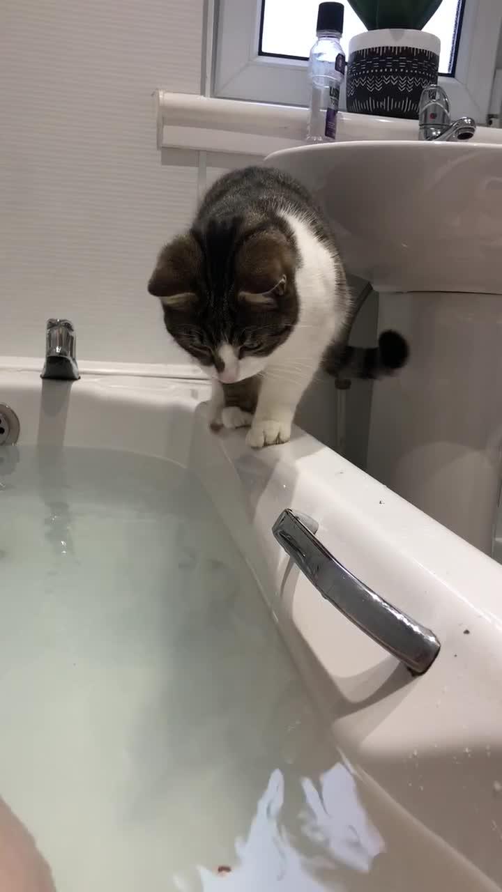 Cat Standing on Bathtub's Edge Slips And Falls in Water Jukin Licensing