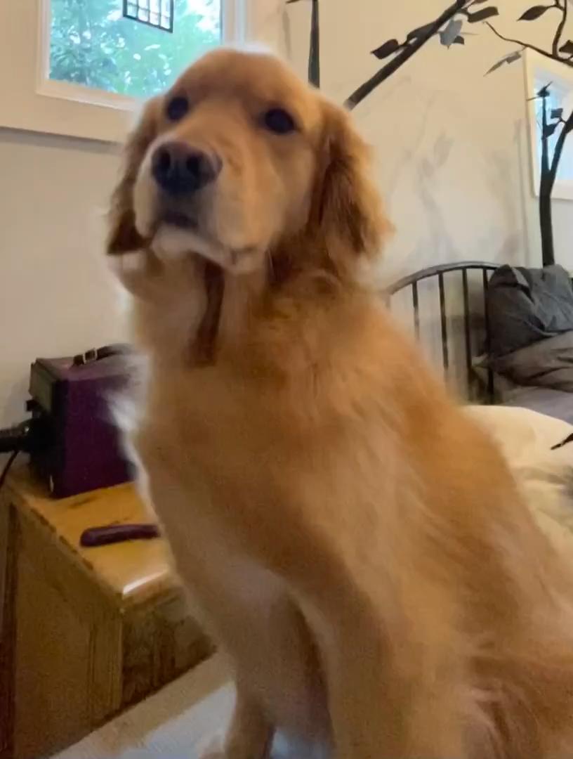 Dog Gets Fur Blow Dried Jukin Licensing