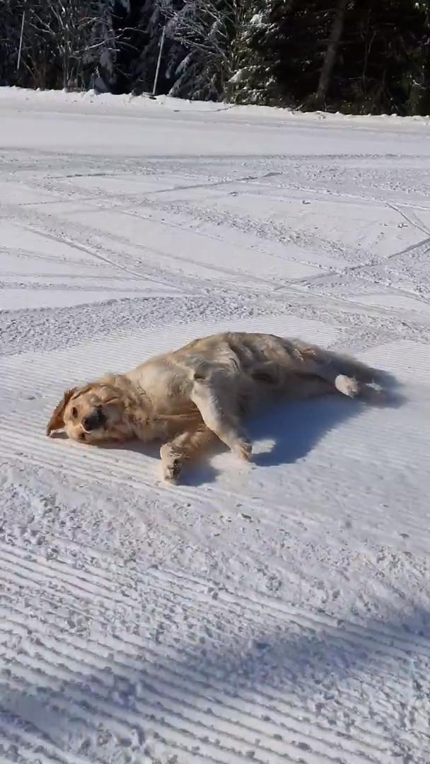 Dog Slides Downhill At Ski Area Jukin Media Inc