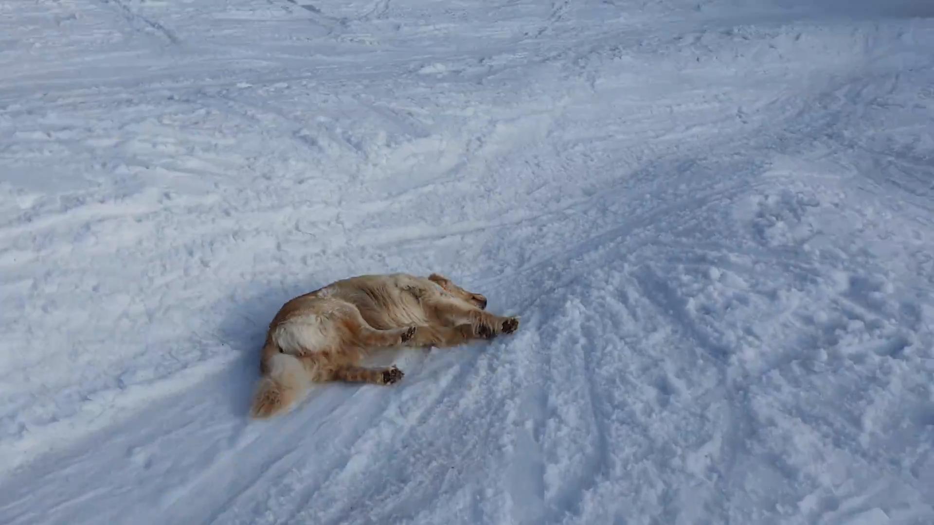 Dog Slides Downhill At Ski Area Jukin Media Inc