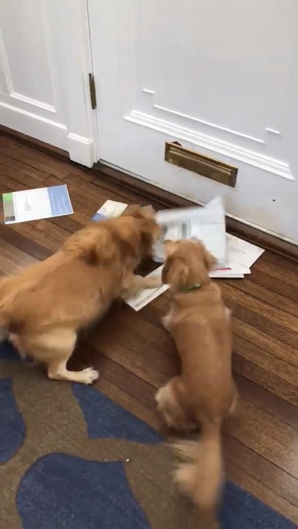 Dog Destroys Everything Coming Through Mail Slot Jukin Media Inc
