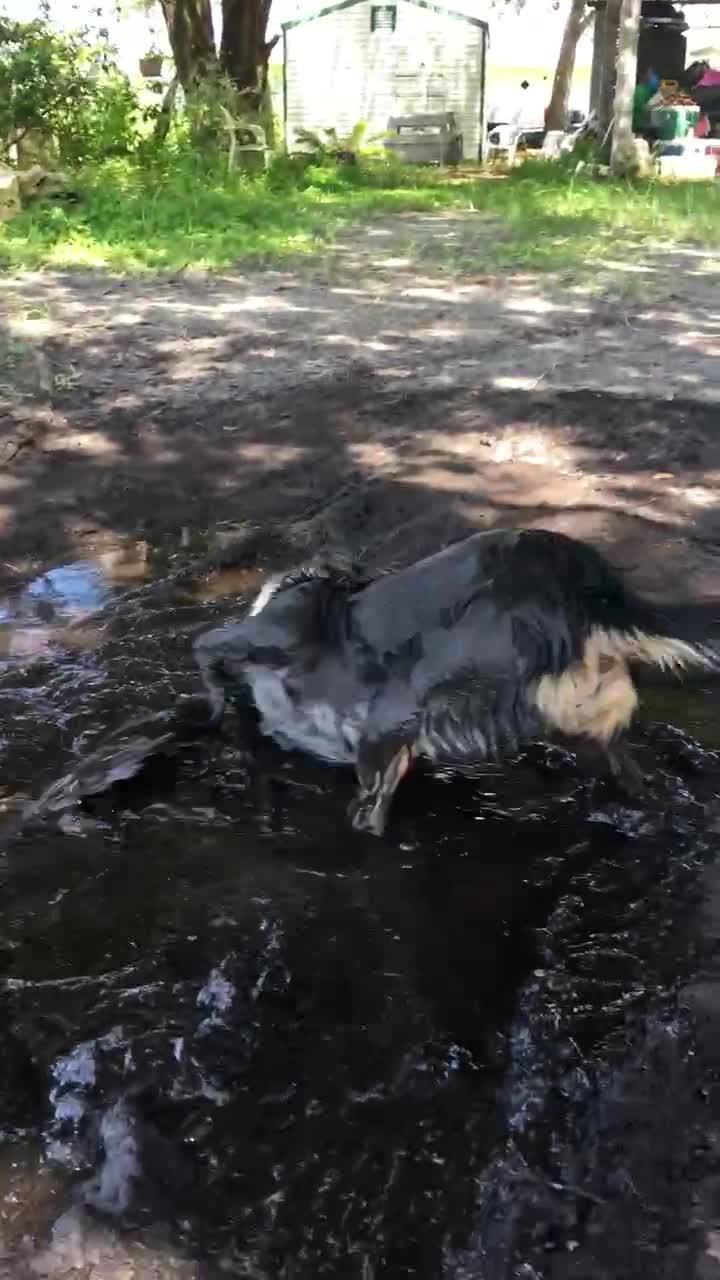 Dog Rolls Around in Mud Jukin Media Inc