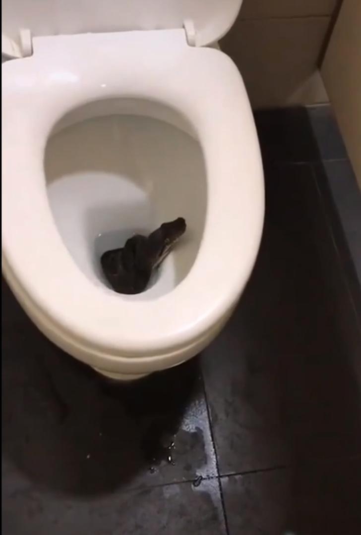 Snake Tries To Crawl Out Of Public Toilet Jukin Licensing