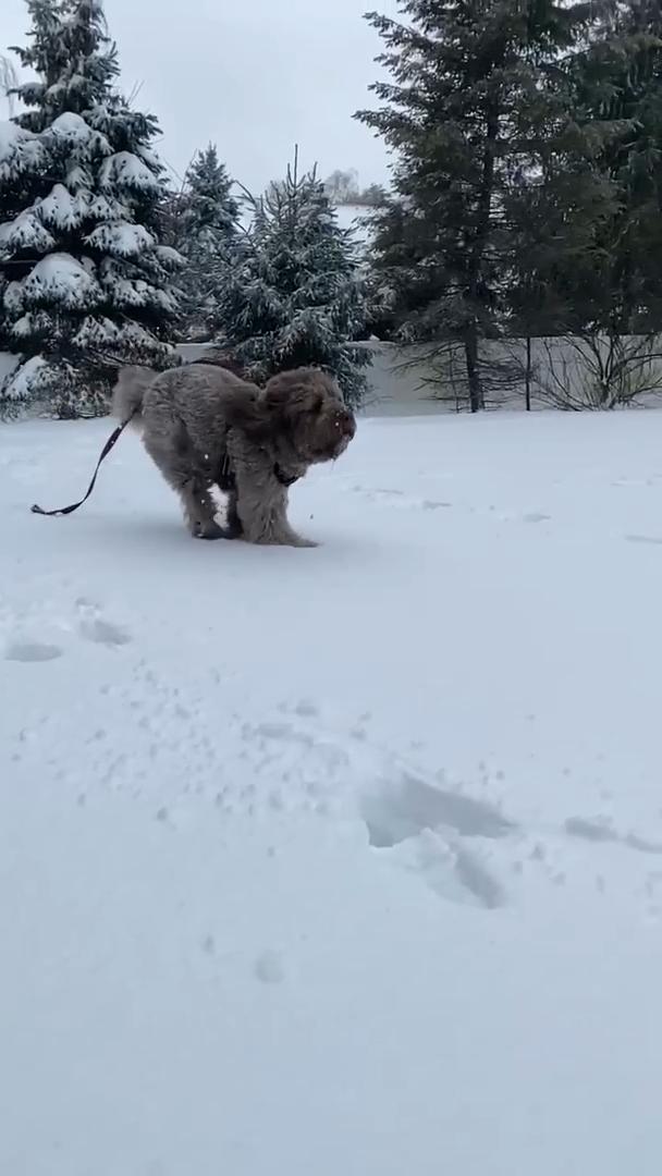 Dog Runs And Jumps In the Snow Jukin Licensing