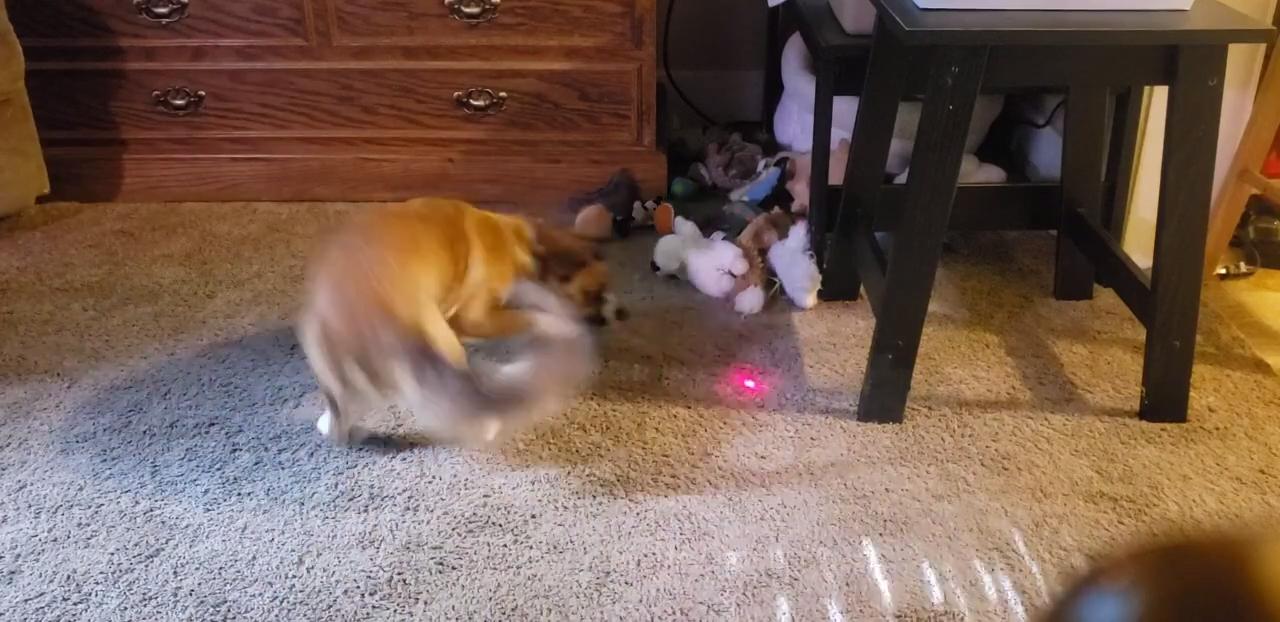 Dog Runs Around Trying to Chase Laser Pointer Dot Jukin Licensing