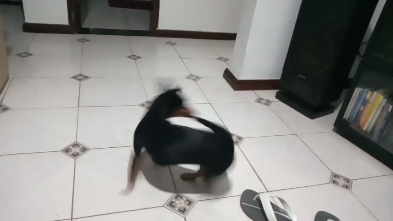 Dog Spins In Circles And Tries To Bite Their Own Tail Jukin Licensing