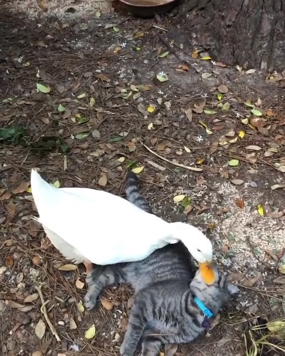 Duck Tries to Eat Cat Jukin Media Inc