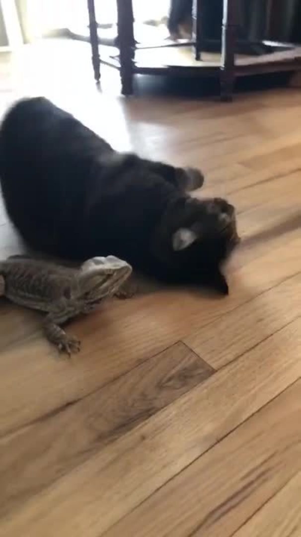 Cat Shows Affection to Lizard by Lying Down Next to Them Jukin Licensing