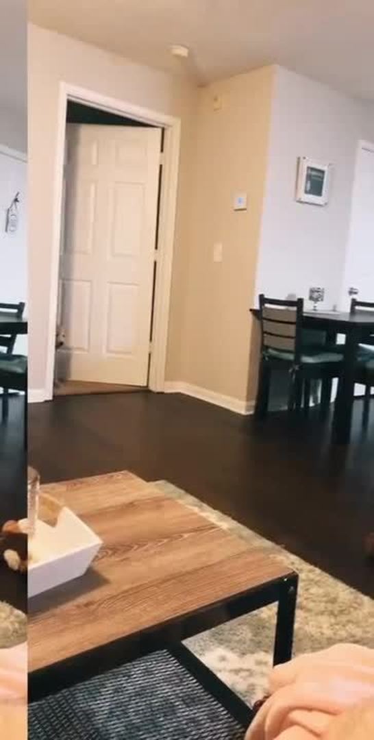 Dog Runs Into Puppy Standing in his Way and She Gets Slammed Into the