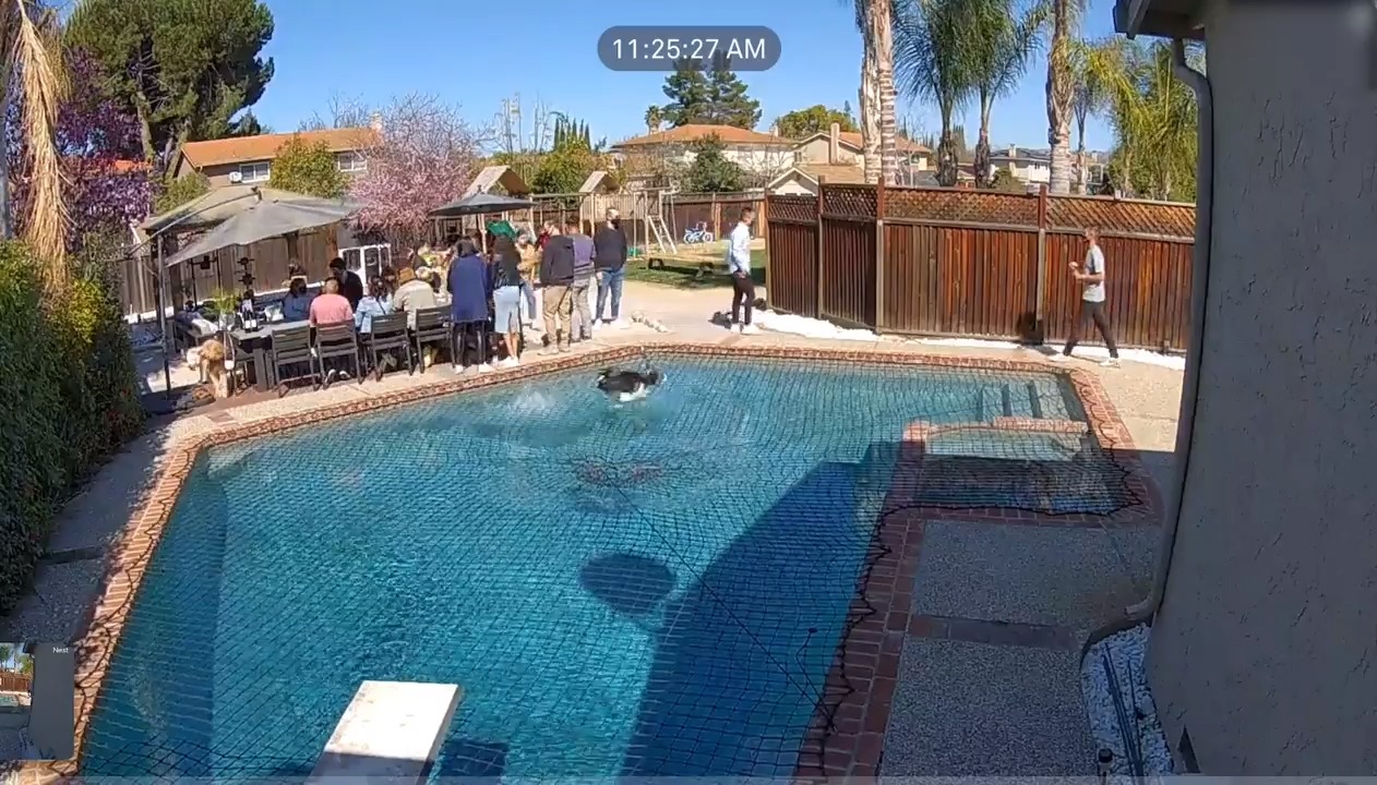 Dog Runs Over Net On Top Of Swimming Pool And Shocks People Jukin Licensing