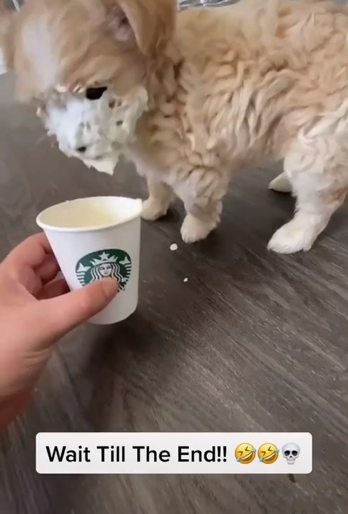 dog ate paper cup