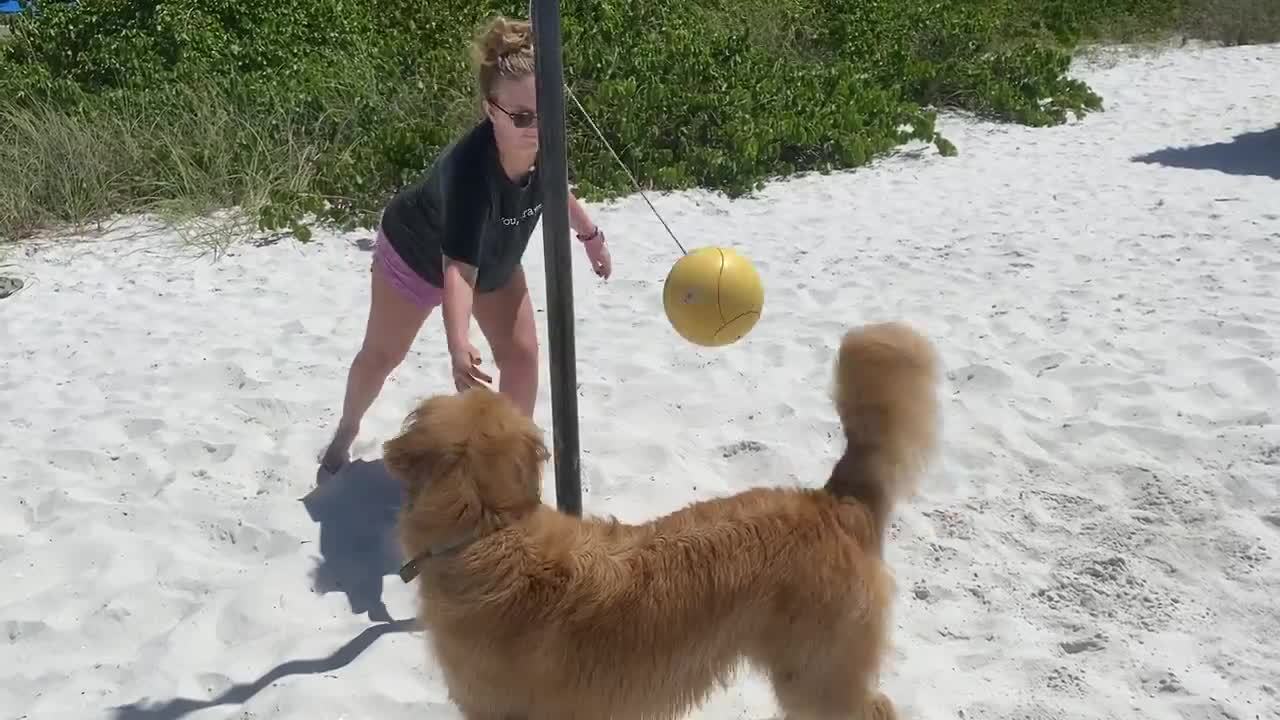 Dog Plays Tetherball With Owner at Beach Jukin Licensing