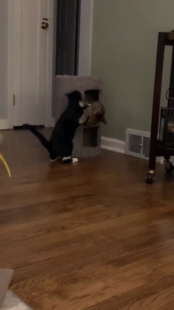 Cats Chase Each Other and Fight Playfully on the Cat Tree Jukin Licensing