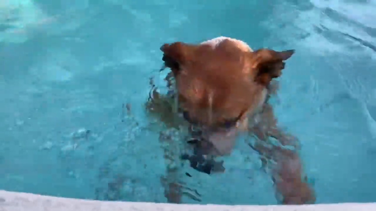 Dog Holds Breath Underwater for Many Seconds Jukin Media Inc
