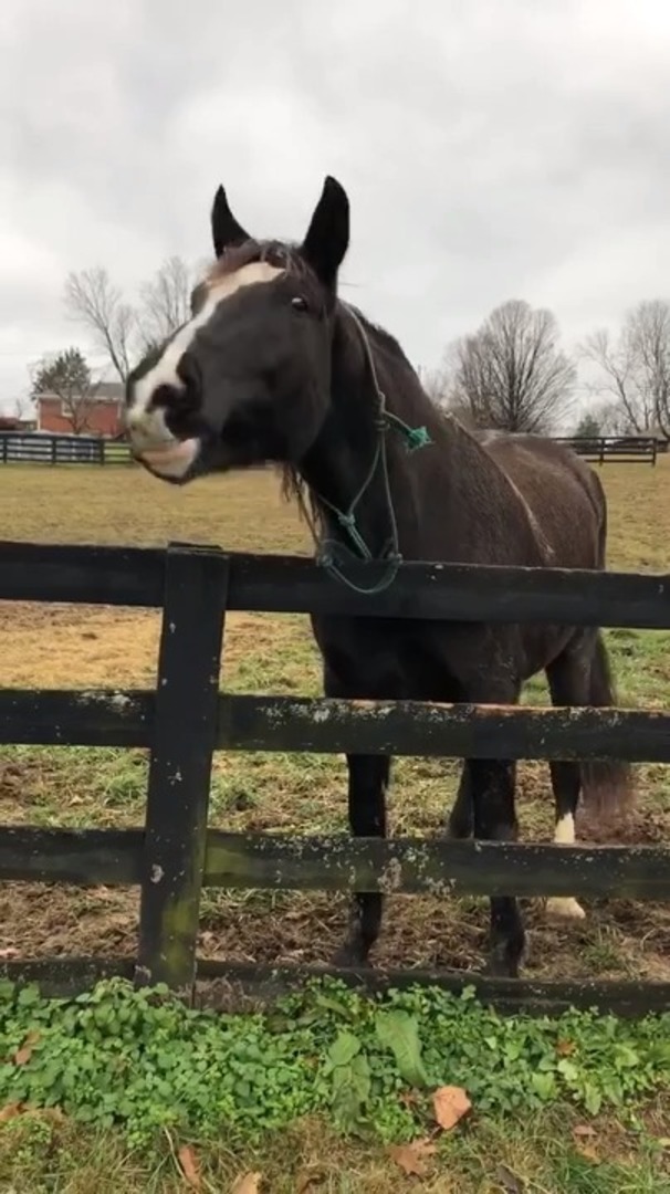 Horse Responds to Owner by Vigorously Nodding Their Head Jukin Licensing