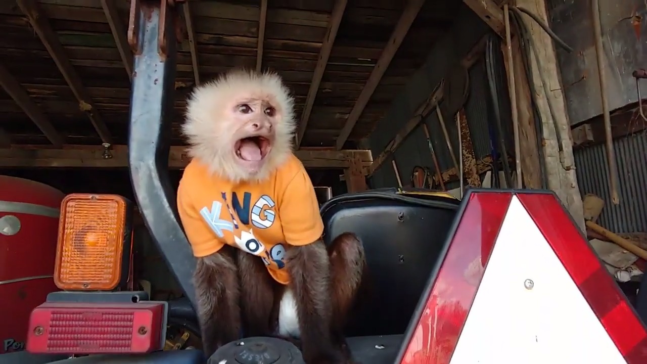 Pet Monkey Gets Ready and Goes to Field to Meet Cows With Their Owner Jukin Licensing