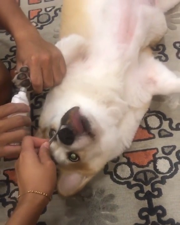 Dog Pretends To Faint While Getting His Nails Trimmed Jukin Media Inc
