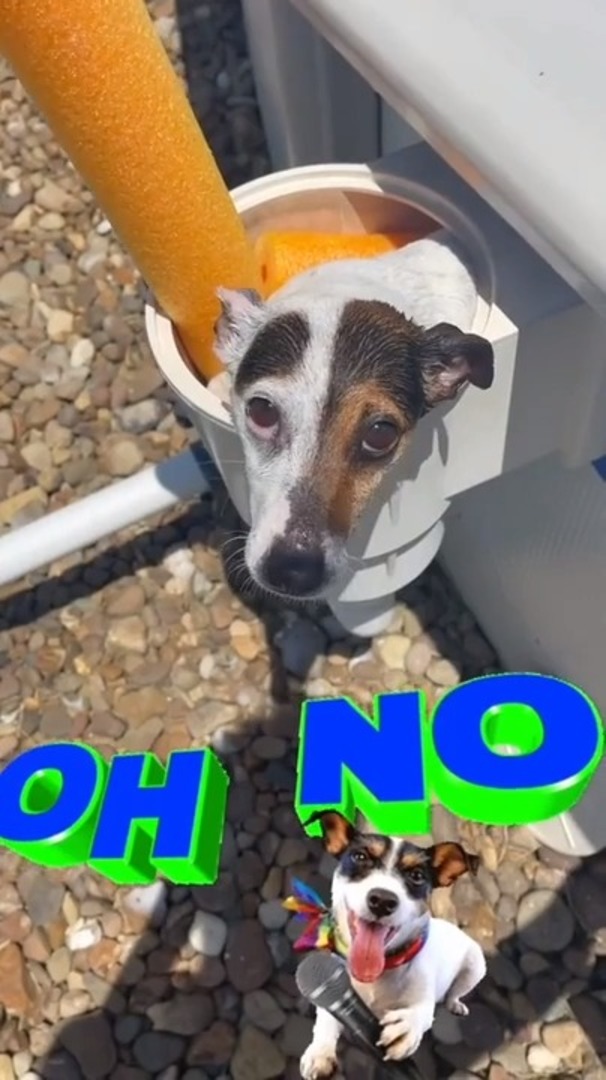 Dog Gets Stuck in Skimmer Basket While Trying to Get Out of Pool