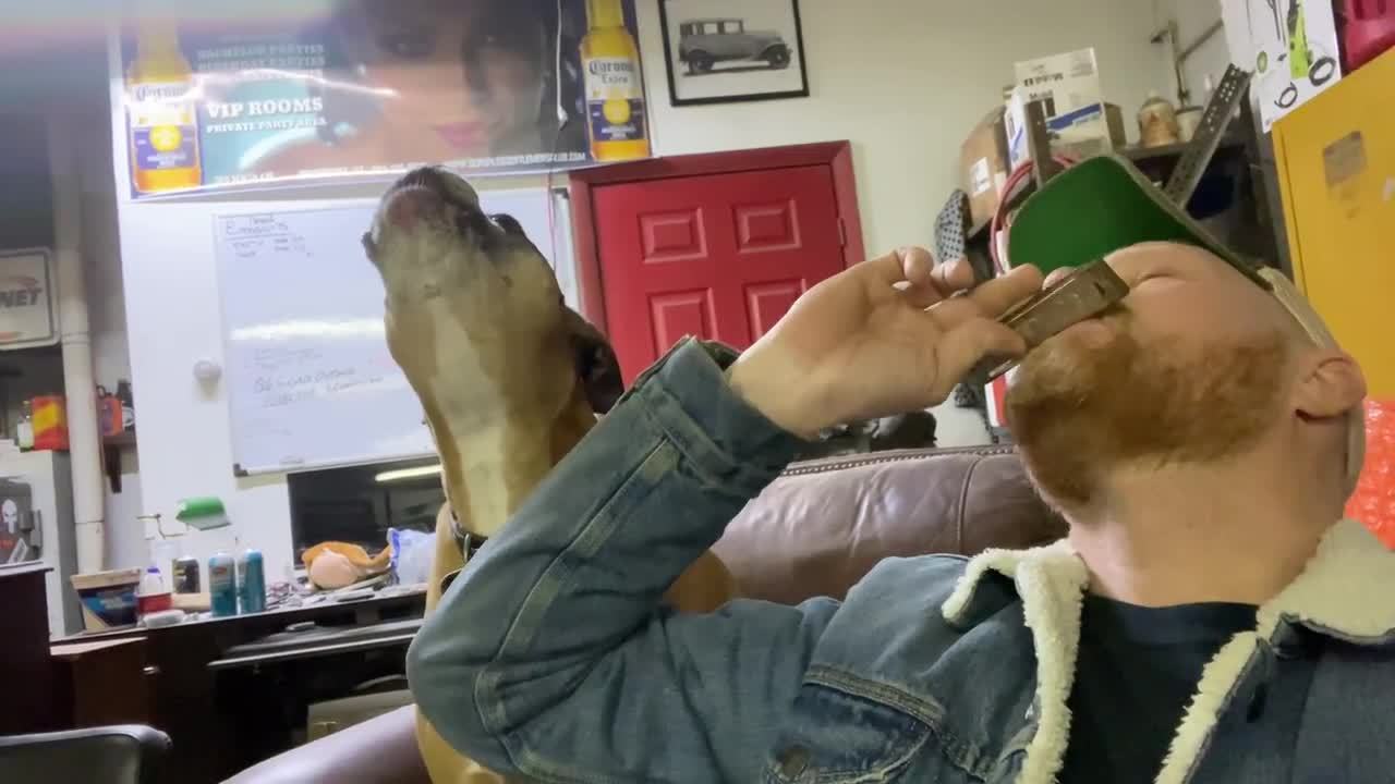 Dog Sings To Tunes Of Harmonica Played By Owner Jukin Licensing