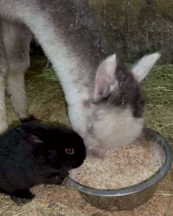 Alpaca and Rabbit Eat Together From Same Bowl | Jukin Licensing