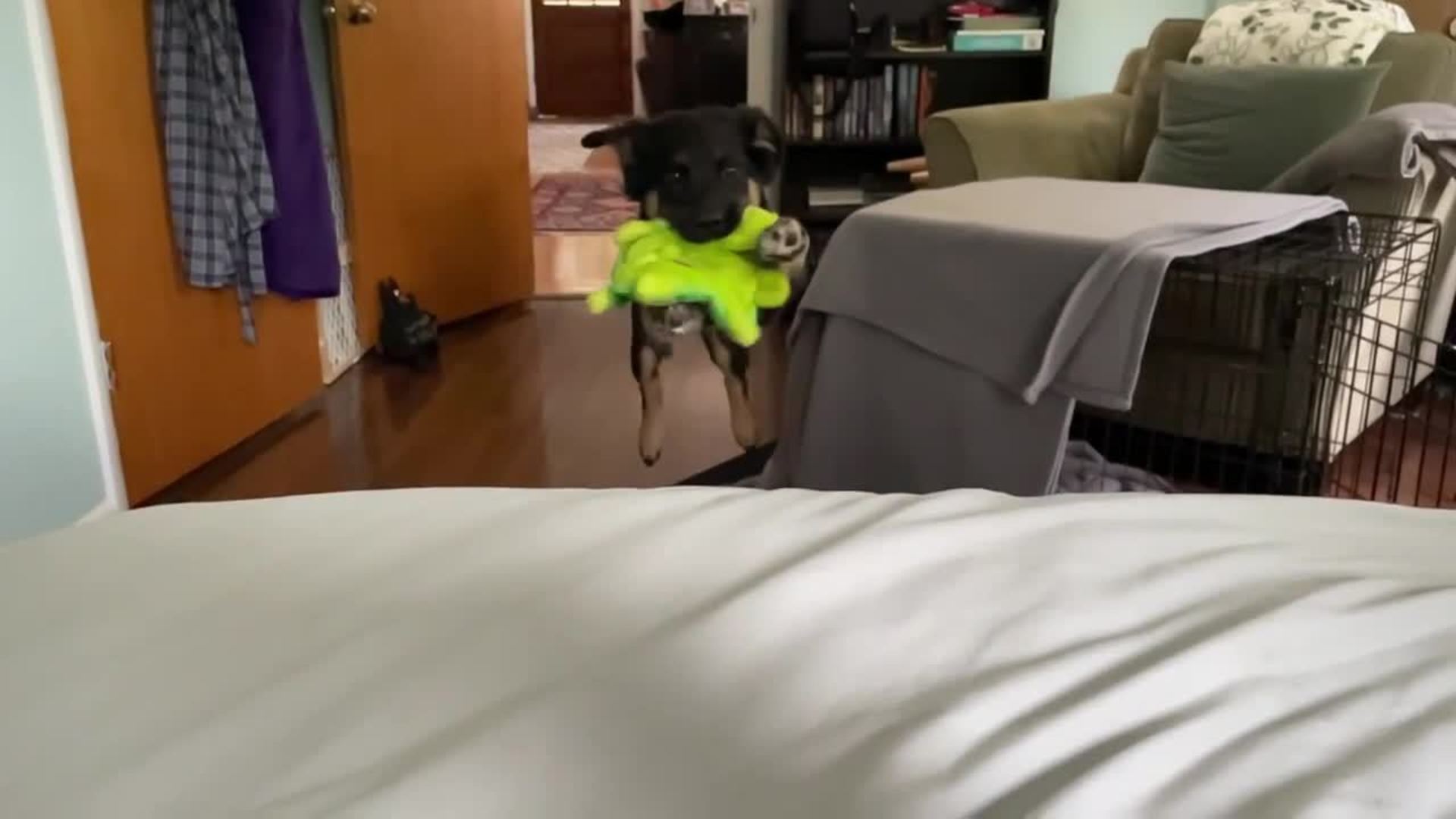 Dog Slips And Falls While Running To Get Up On Bed With a Toy In Their