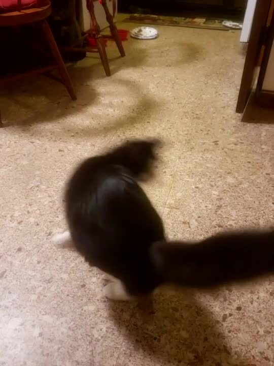 Cat Spins Rapidly In Circles And Makes Their Owner Laugh | Jukin Licensing