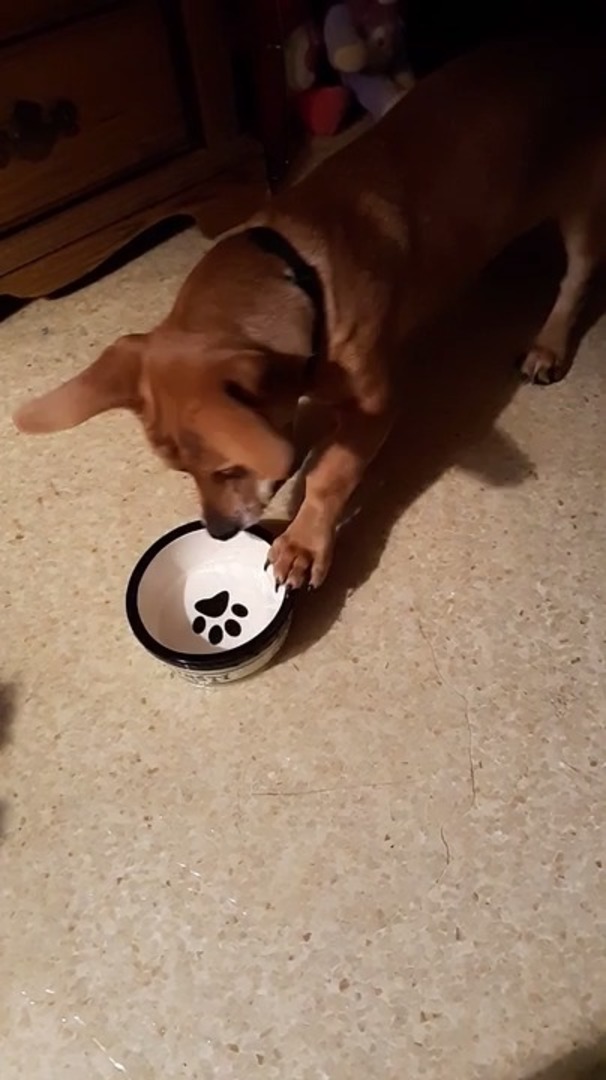 Dog Spills Water All Over the Floor While Playing With his Bowl Jukin