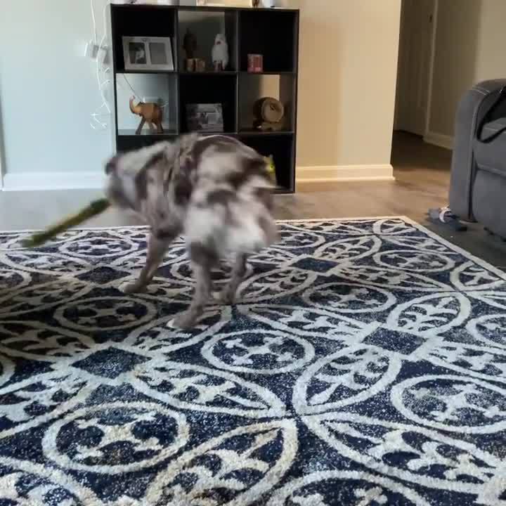 Dog Plays And Spins Frantically With a Toy In Their Mouth Jukin Licensing