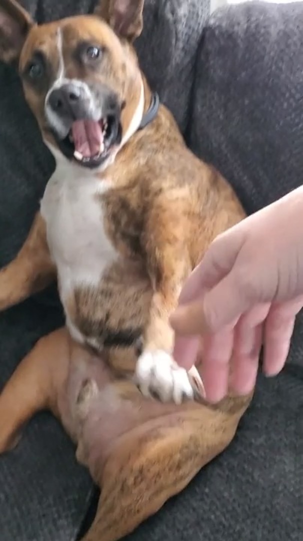 Dog Refuses to Move From the Couch and Doesn’t Let Owner Touch him Jukin Licensing