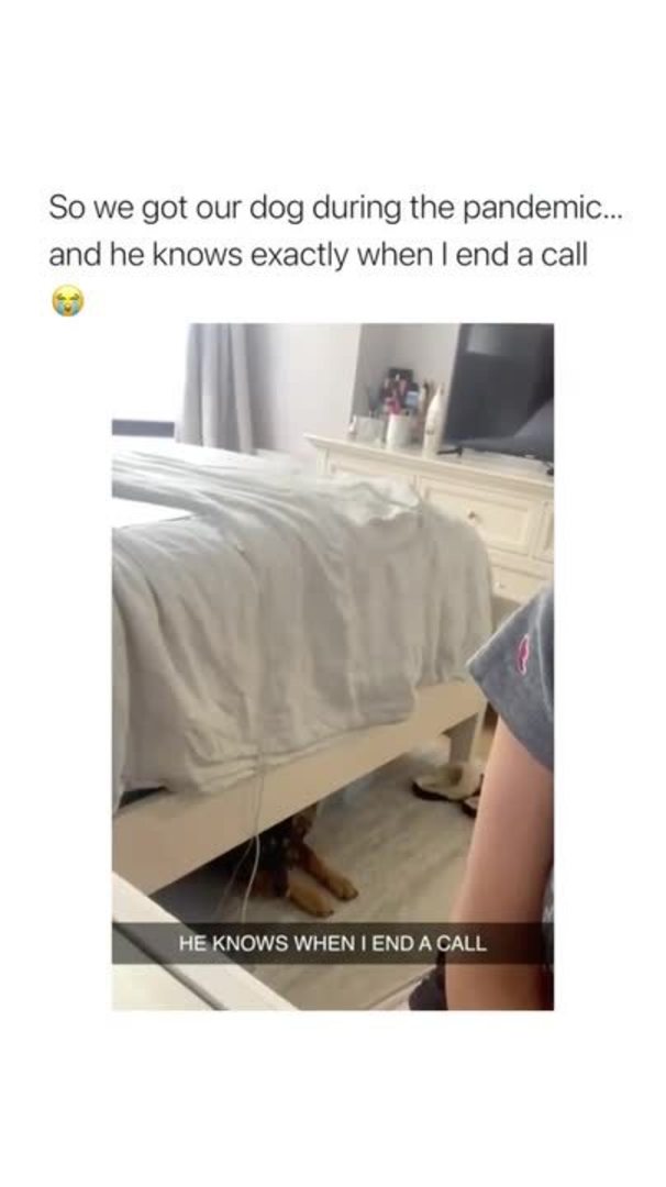 Sleeping Dog Comes Out From Under Bed as Soon as He Realizes Owner is