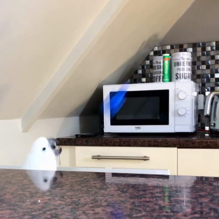 Parrot Throws Things Out of Drawer Jukin Licensing