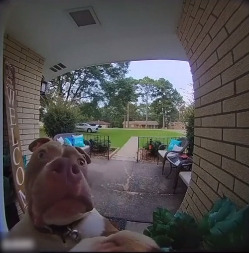 Cat Tries to Get Owner's Attention Through Doorbell Camera to Get