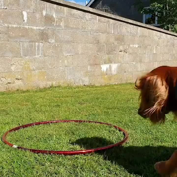 Dogs Perform Impressive Hula Hoop Tricks Along With Their Owner Jukin