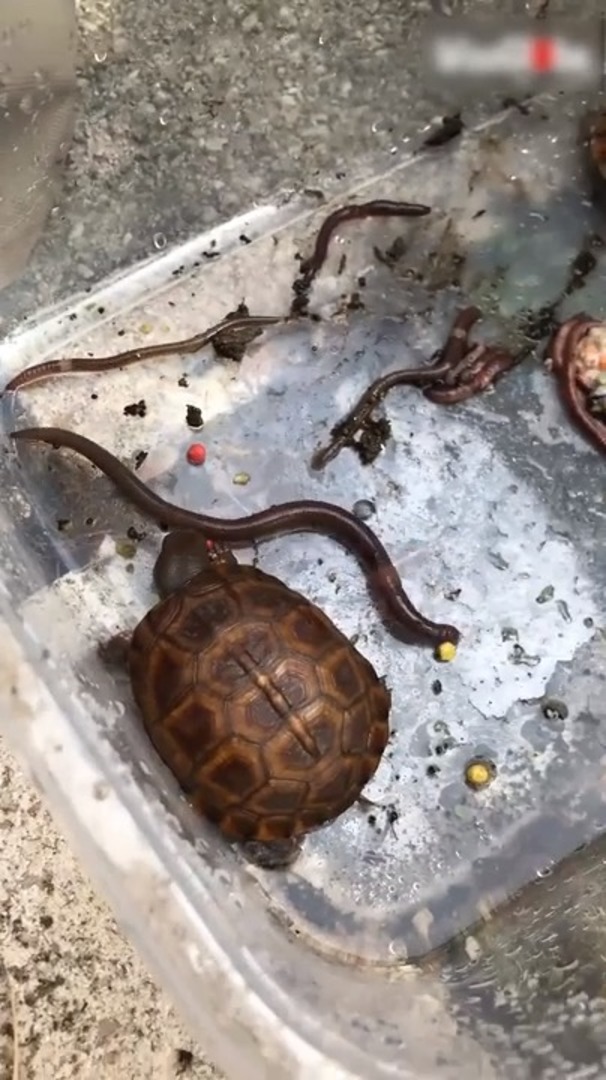 Baby Turtle Gets Flipped Over by Mighty Earthworm Jukin Media Inc
