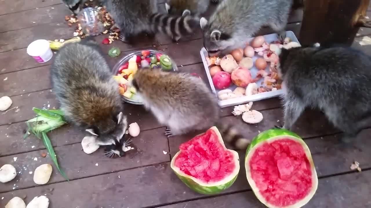 Raccoons Feast on Variety of Foods Jukin Licensing
