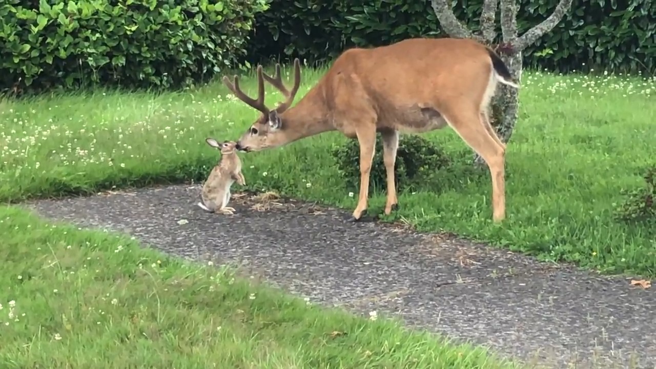 Deer Frolic in Garden with Rabbit | Jukin Licensing