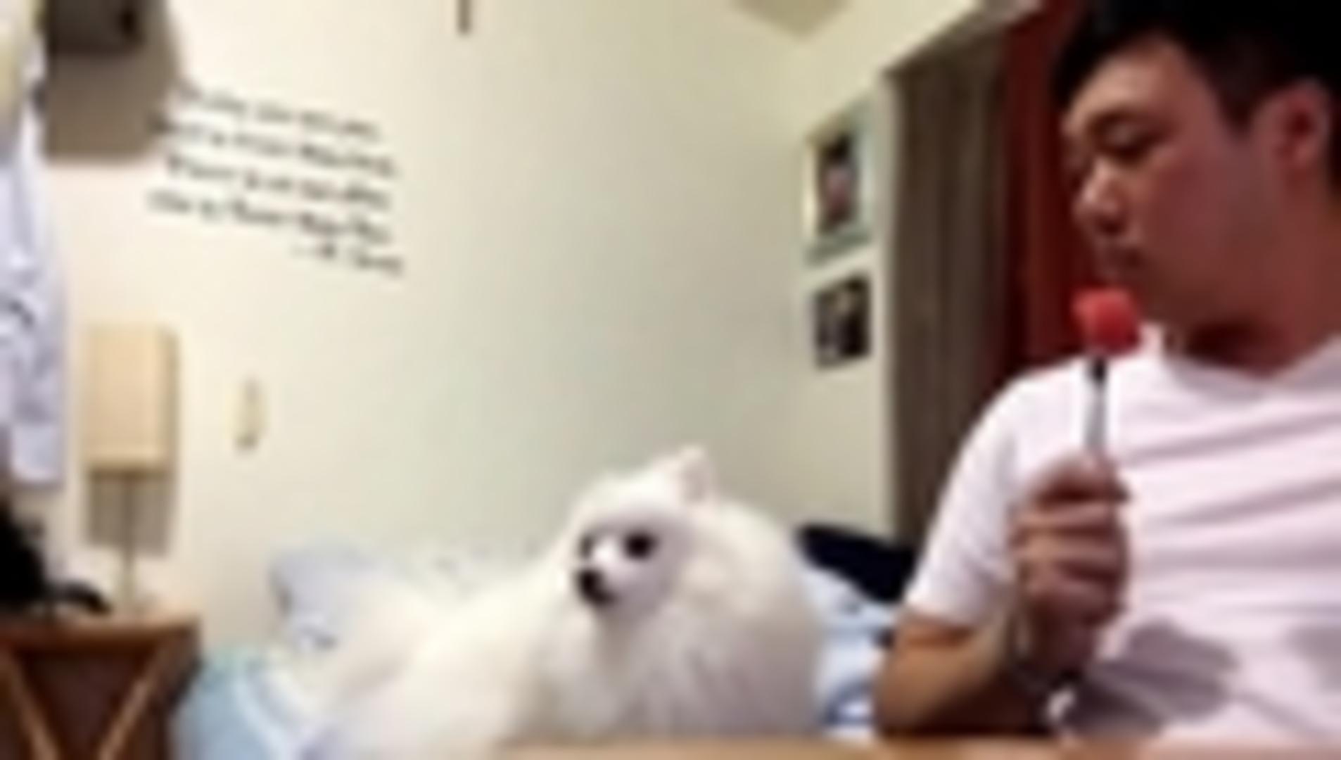 Pomeranian Dog Loves Watermelon Jukin Licensing