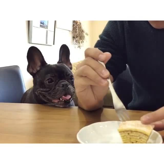 Adorable Dog Begs For Food Jukin Licensing