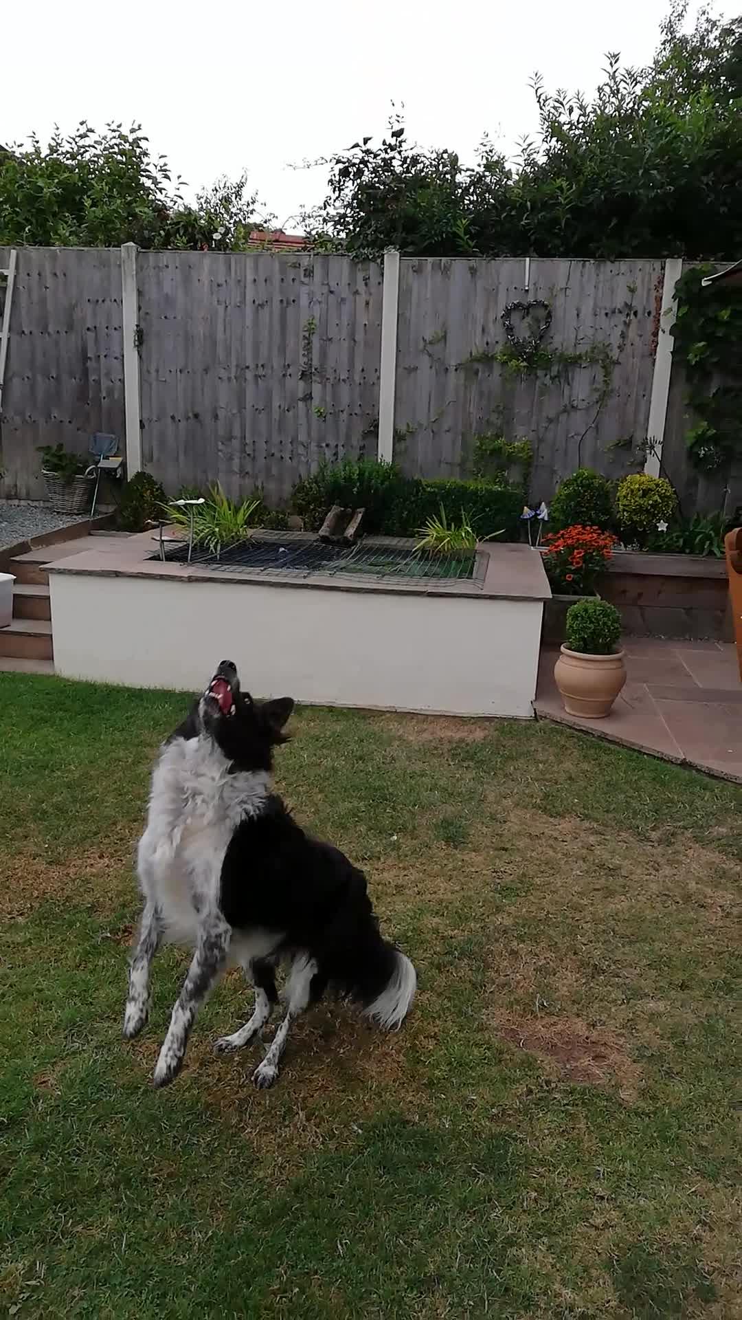 Dog Bounces Balloon on Nose and Scores Goal Jukin Licensing