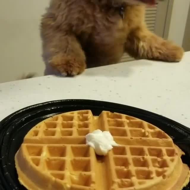 Excited Dog Jumps on Counter to Reach Waffles Jukin Licensing