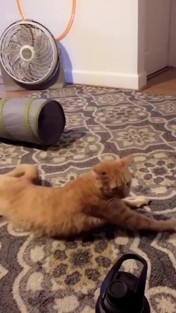 Adorable Cat Rolls on Floor Every Time Called By Name Jukin Licensing