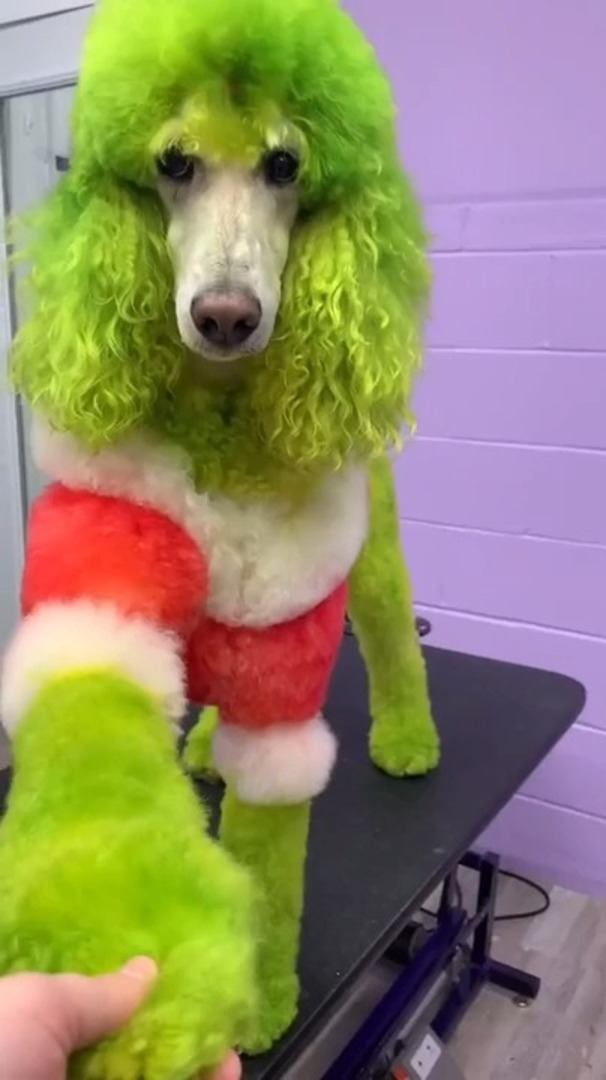 Dog Groomer Dyes Her Dog Green To Look Like Christmas Fictional