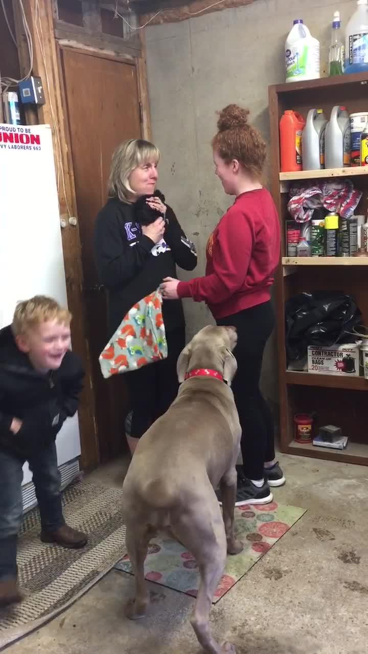 Family Surprises Grandma with New Yorkie Jukin Licensing