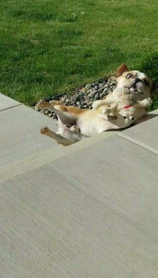 Dog Slips And Falls Down While Climbing Up Stairs Jukin Licensing